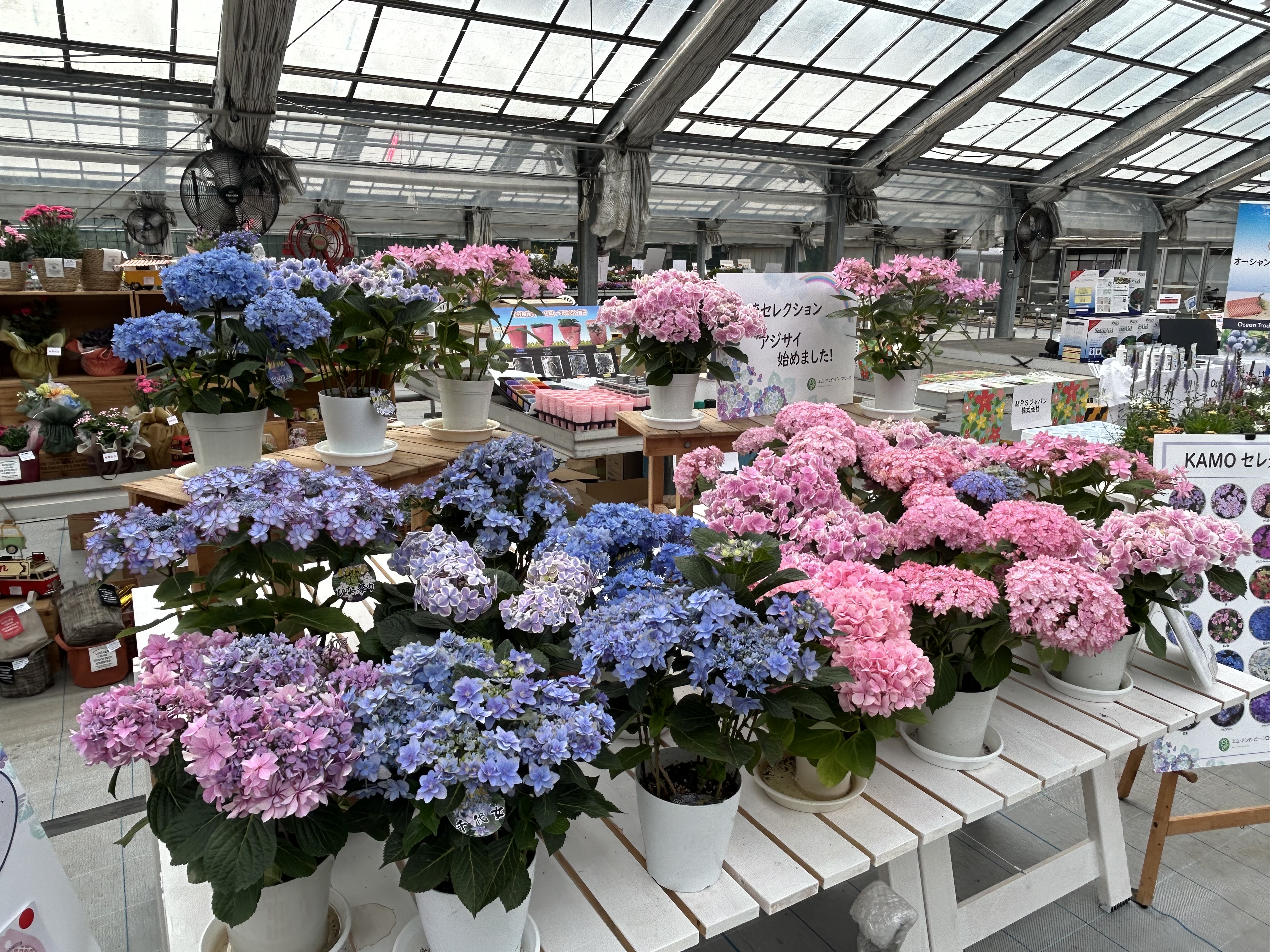 hydrangea
